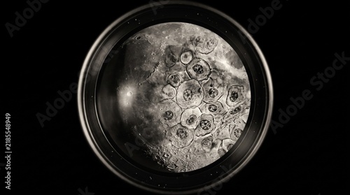 A close-up view of a petri dish showing a cluster of cells or microorganisms illuminated against a dark background.