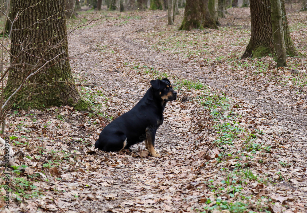 Obraz premium A black and tan Rottweiler dog sits among dry fallen leaves on a trail in a spring forest. The animal attentively observes its surroundings during an outdoor walk. 