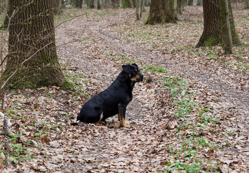 Foto A black and tan Rottweiler dog sits among dry fallen leaves on a trail in a spring forest