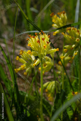 Quadro su tela Bright yellow cowslip flowers bloom among lush green grass on a sunny lawn