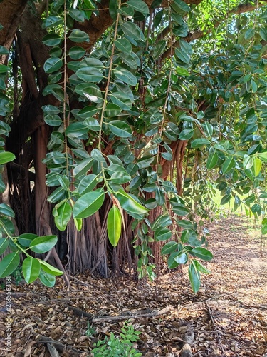 Large banyan tree with hanging aerial roots and green canopy - for botanical and eco-friendly brands.
