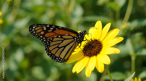 Monarch butterfly sitting on a yellow flower in a garden