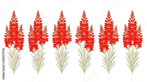 Motif répétitif de fleurs de muflier rouges sur fond blanc