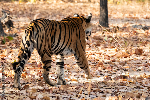 Royal Bengal tigress portrait in sunlight, Sanjay Dhubri Tiger Reserve, India