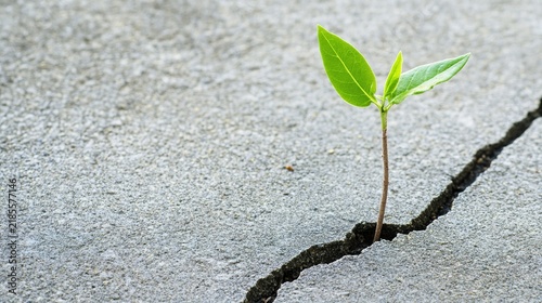 sapling. Sapling growing through a crack in concrete, sunset backlight, resilience. inspiring travel planning, ESG reports, designed for sustainability communications and ESG reporting.