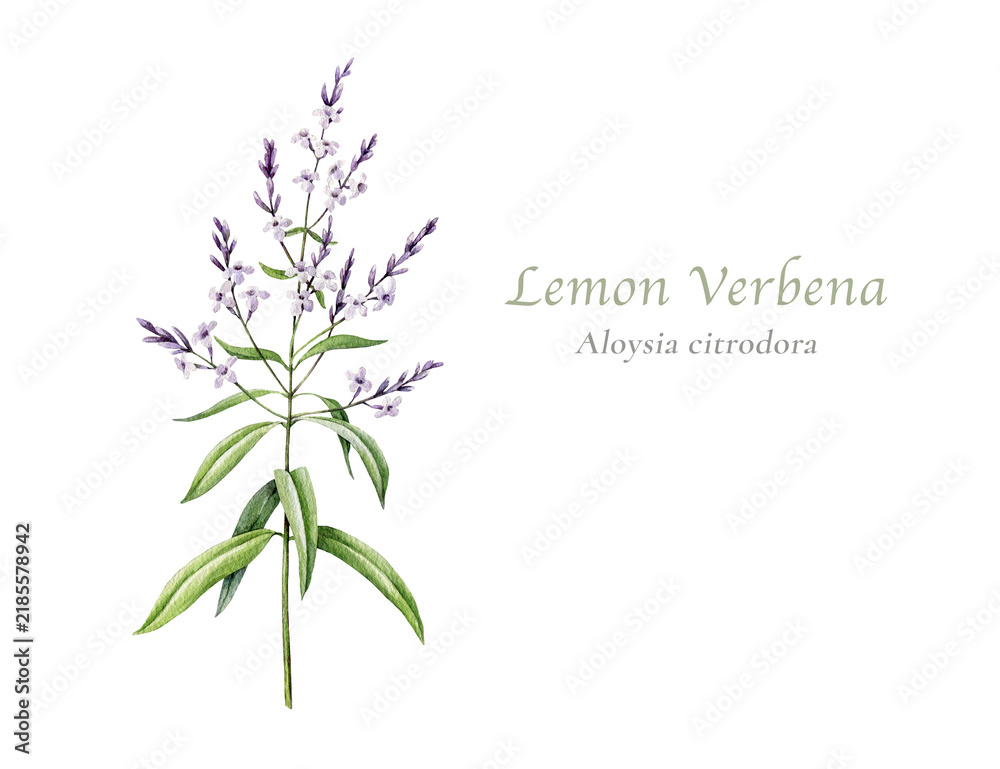Obraz premium Lemon verbena Aloysia citrodora apothecary herb with flowers isolated. Hand painted medicinal plant watercolor illustration for herbal packaging, tea labels, natural skincare and botanical branding