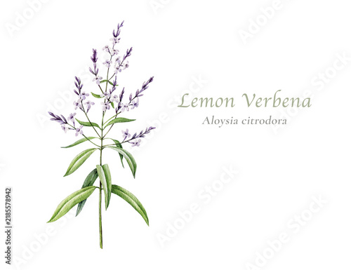Lemon verbena Aloysia citrodora apothecary herb with flowers isolated. Hand painted medicinal plant watercolor illustration for herbal packaging, tea labels, natural skincare and botanical branding