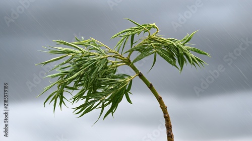 sapling. A young sapling bending in strong wind and rain during a storm. ESG reports, sustainability campaigns, designed for environmental awareness campaigns, promotes sustainability.
