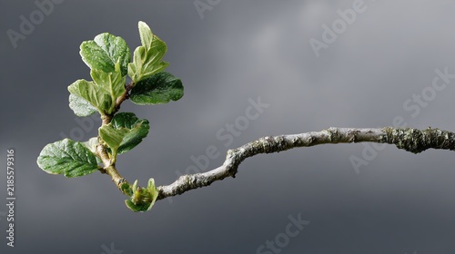 sapling. A young sapling bending in strong wind and rain during a storm. ESG reports, sustainability campaigns, designed for environmental awareness campaigns, promotes sustainability.