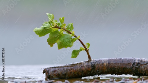 sapling. A young sapling bending in strong wind and rain during a storm. ESG reports, sustainability campaigns, designed for environmental awareness campaigns, promotes sustainability.