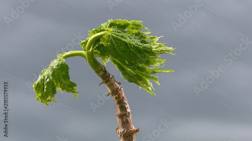 sapling. A young sapling bending in strong wind and rain during a storm. ESG reports, sustainability campaigns, designed for environmental awareness campaigns, promotes sustainability.