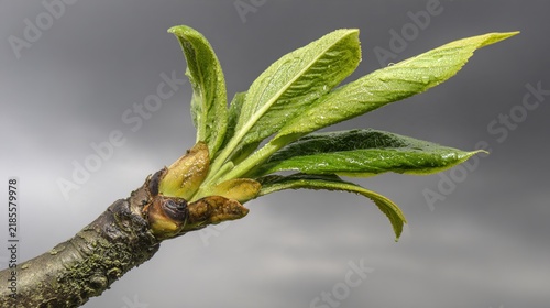 sapling. A young sapling bending in strong wind and rain during a storm. ESG reports, sustainability campaigns, designed for environmental awareness campaigns, promotes sustainability.