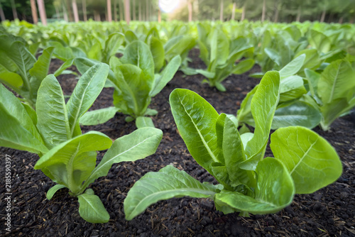Young Cos lettuce, Romaine Lettuce, plants growing in rows in vegetable garden, fresh green leaves and water droplets on rich dark soil, agriculture, organic gardening, farm-to-table food production