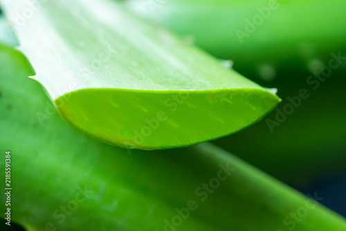 fresh green aloe vera leaves natural organic ingredient for skincare and herbal medicine
