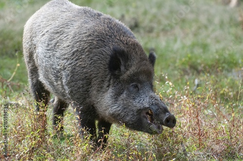 Artiodactyla, even-toed ungulate, cloven-hoofed, wild boar, wild boar, boar, boar, mammals, mammals