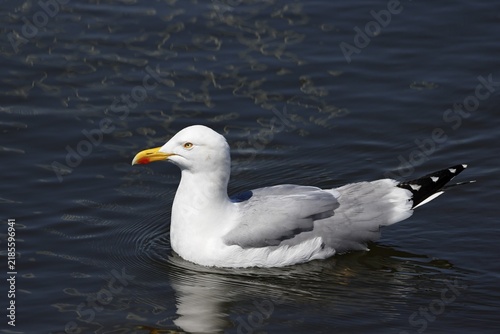 European herring gull (Larus argentatus) swimming in the water, North Sea coast, Schleswig-Holstein, Germany