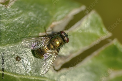 Calliphoridae, Calliphoridae spec., blowfly spec., blowflies, blow-flies, bluebottles, carrion flies, cluster flies, diptera, greenbottles, insects, two-winged birds