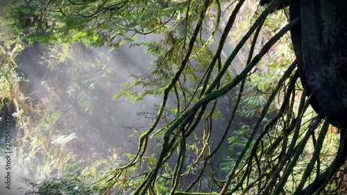 Moss-covered tree branches in a misty rainforest at Lynn Canyon in Vancouver, sunlight filtering through lush green foliage and fog in ancient woodland.