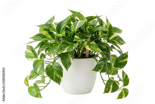 Pianta di pothos in vaso bianco isolata su sfondo bianco