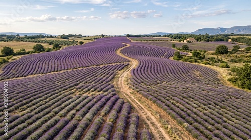 Foto Expansive Lavender Fields in Provence France with Winding Dirt Road and Distant