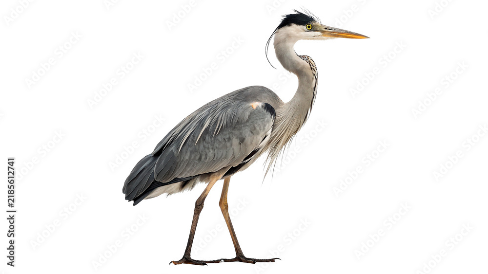 Obraz premium Beautiful wild grey heron bird standing profile isolated nature wildlife illustration