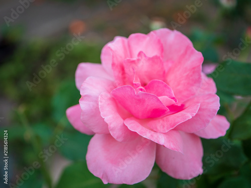 Close-up of a fully open pink garden rose (Rosa) with layered petals and visible stamens against dark green foliage, highlighting floral detail and ornamental garden beauty.
