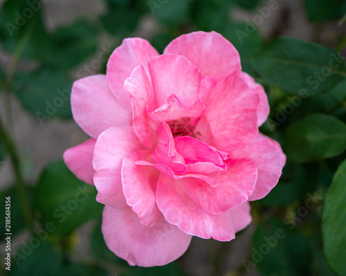 Фотография Close-up of a fully open pink garden rose (Rosa) with layered petals and visible stamens against dark green foliage, highlighting floral detail and ornamental garden beauty