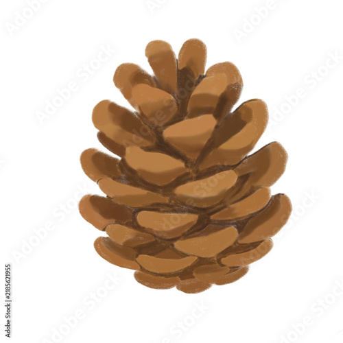 Pine Cone Illustration