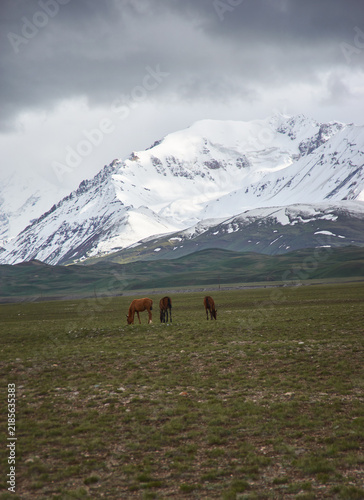 Alay Valley of Osh Region, Kyrgyzstan,