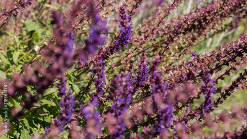 Foto Woodland Sage Salvia nemorosa Spikes in Violet and Rose Pink in a Summer Border