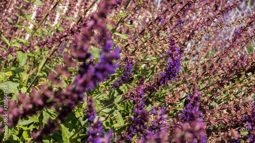 Foto Woodland Sage Salvia nemorosa Spikes in Violet and Rose Pink in a Summer Border