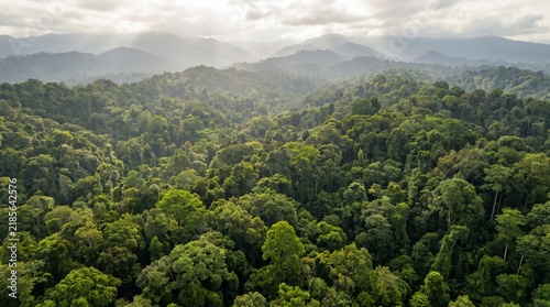 Enormous Untouched Tropical Rainforest Canopy with Dense Green Treetop Patterns
