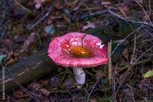 Red Mushroom on Forest Floor