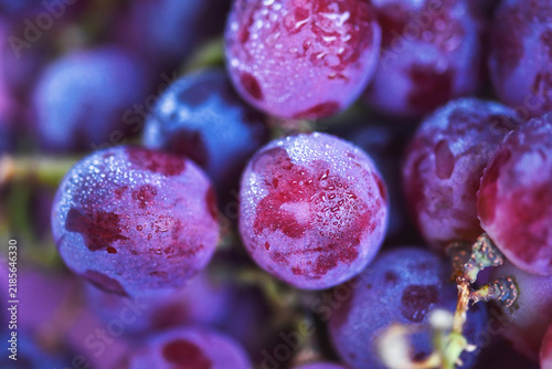 Fotografie Close up of dewy red grapes