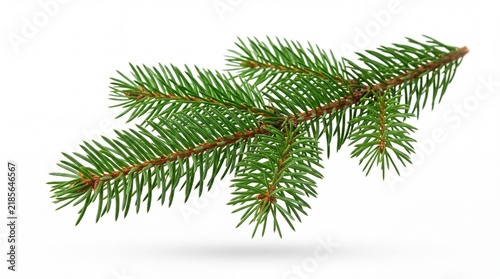 Green pine tree branch with needles for holiday decoration