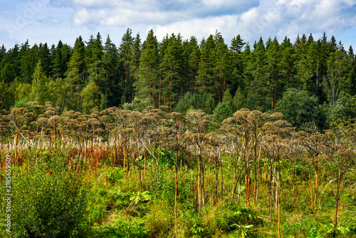 Tall Dried Plants in Field Before Dense Forest