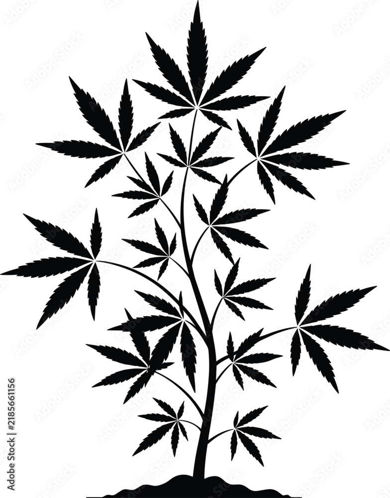 Fototapeta premium WebCannabis plant silhouette isolated on white background, detailed marijuana leaf illustration for herbal medicine, medical cannabis, botanical design and hemp industry concept