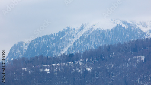 Photography Snow-capped mountains rise behind dense, leafless forest