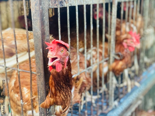 Brown Hens in Metal Cages at a Poultry Market or Farm