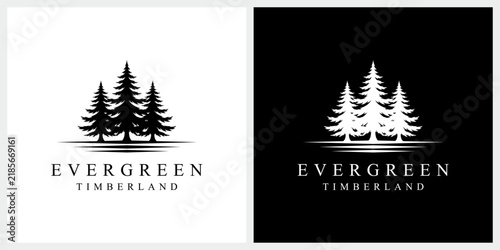 three pines tree with evergreen fir conifer spruce cedar cypress tree, forest landscape logo design