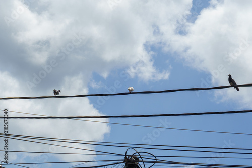 Birds perched on power lines under cloudy sky