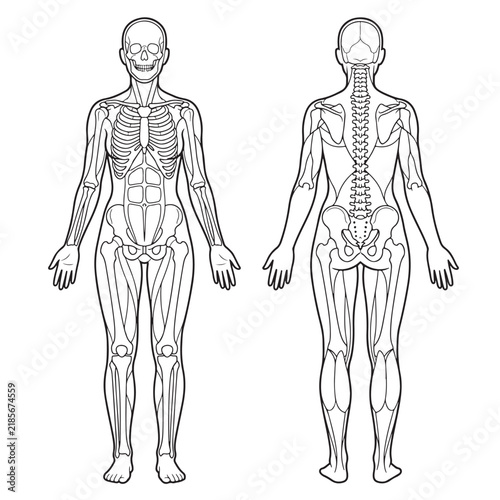 Anatomical illustration of human skeleton and muscular system