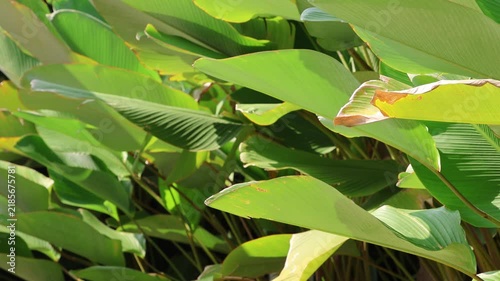 Lush green leaves sway gently in sunlight. Some blades show subtle yellowing at edges. Bright light filters through dense foliage. Plants grow vigorously in warm, natural setting