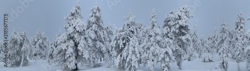 Panoramic view of snow-covered spruce trees in a winter forest in Finnish Lapland, Finland