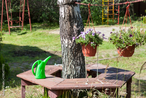 bench arranged around a birch