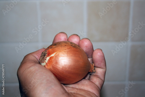 Cuadro en lienzo A hand holds a single whole brown onion with smooth golden-brown papery skin, dried roots, and a rounded shape against a softly blurred background