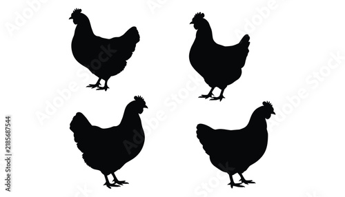 Set of four black chicken silhouettes in various standing poses, isolated on a white background, poultry farm animal for agricultural and food industry usage