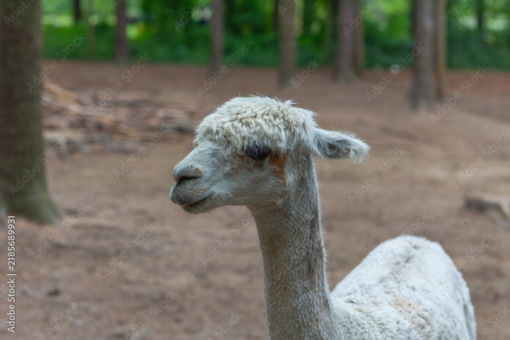 Fototapeta premium White alpaca, likely of the Huacaya breed, standing outdoors near a wooded area.