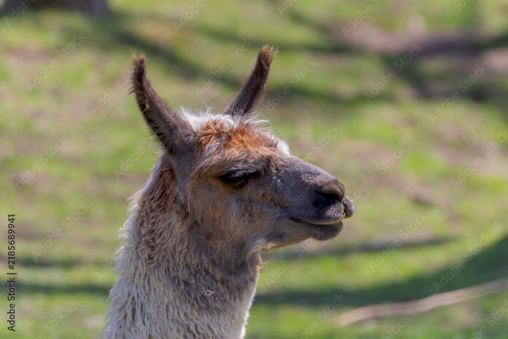 Fototapeta premium head of a domestic llama, a large South American camelid
