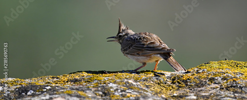 Bild auf Leinwand Crested lark // Haubenlerche (Galerida cristata)